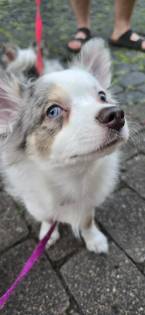 Pomchi Rüde mit Handicap ohne Einschränkung  Bild 8