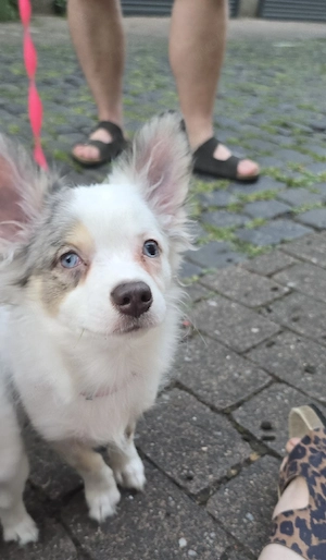 Pomchi Rüde mit Handicap ohne Einschränkung  Bild 6