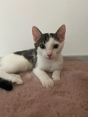 4 Monate junge Katze Sucht ein liebesvolles zu hause 