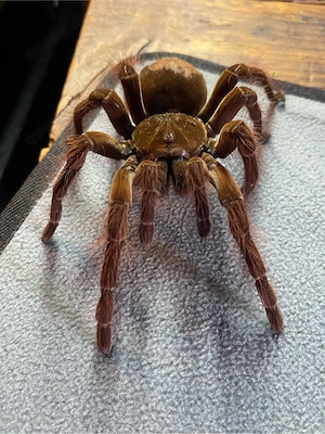 Theraphosa blondi 0.1