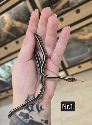 2.0 Thamnophis sirtalis infernalis DNZ 2025