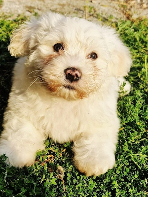     Ein kleiner Hund sucht ein neues Zuhause und eine liebevolle Familie!     Der Kleine möchte eine