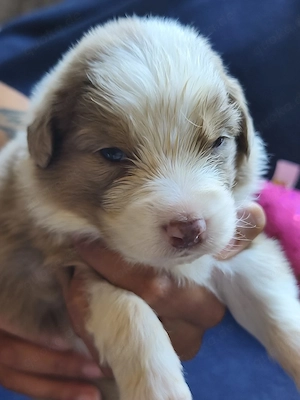 Traumhafte Australian Shepherd Welpen!! Rüden und Hündinnen! 