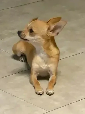 Chihuahua welpe 