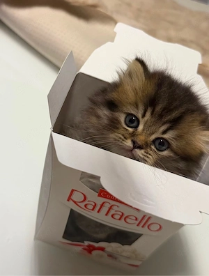 Baby Katze
