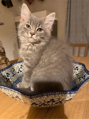 Britisch Kurzhaar Kater