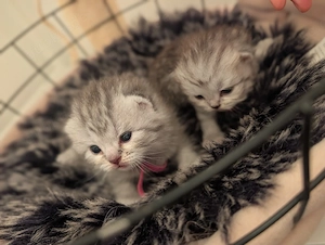 Drei bezaubernde Kitten (1 Kater, 2 Kätzchen) suchen ab Mitte Oktober ein liebevolles Zuhause
