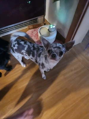 chihuahua welpen  Bild 2