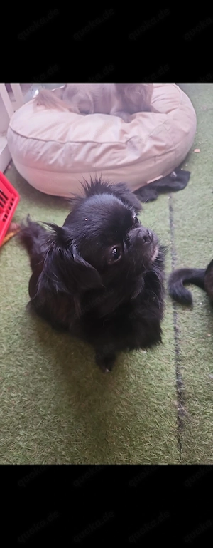 chihuahua welpen  Bild 3