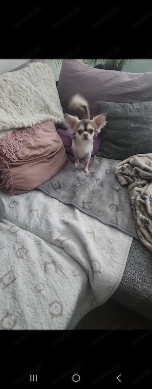 chihuahua welpen  Bild 4