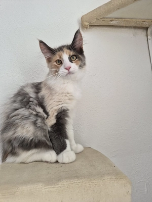 Maine Coon Kitten 
