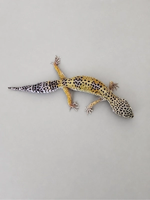 0.1 Leopardgecko 3 Jahre