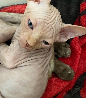 Canadian Sphynx Kitten
