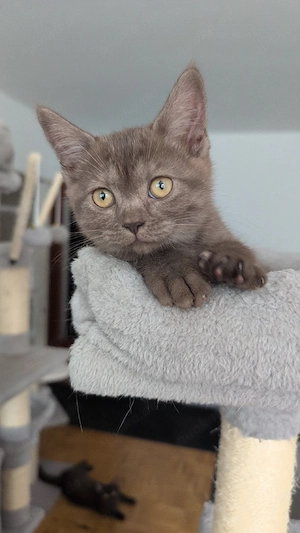 BKH kitten in chocolate und chocolate smoke 