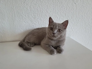 BKH kitten suchen ein nettes Zuhause 