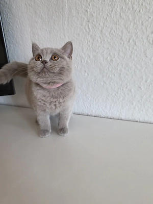BKH kitten suchen ein nettes Zuhause 