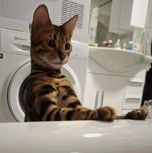 Wunderschöne 8 Monate alt Bengal Katze