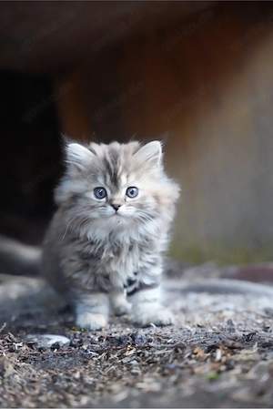 Britisch Langhaar Ragdoll Mix Kitten Kater Katze langhaar blauäugig kater katze weiblich männlich 