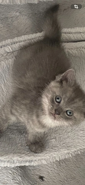 BKH junge Blue Tabby sehr lieb