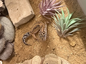 Leopardgecko   Weibchen 5 Monate