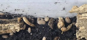 Cristarmadillidium muricatum Asseln  Bild 2