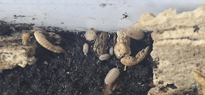 Cristarmadillidium muricatum Asseln  Bild 3