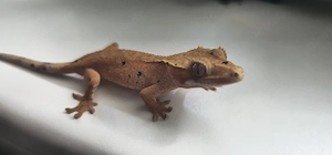 Geckonaut 2025 