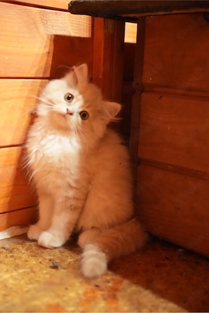 Ragdoll Kater Apricot blauäugig geimpft entwurmt bkh blue katze weiblich männlich kurzhaar