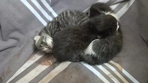 Katzen  neugeboren 