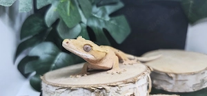 Geckonautin