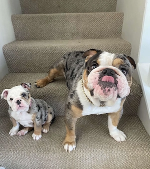 Wunderschöne English Bulldogge Welpen suchen ein liebevolles Zuhause Bild 2