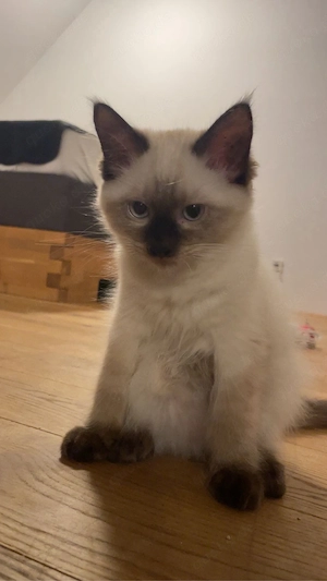 REINRASSIGE ragdoll kitten    Bild 4