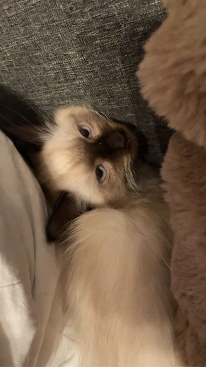 REINRASSIGE ragdoll kitten    Bild 3