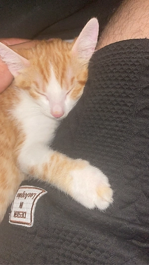 kater tiger 