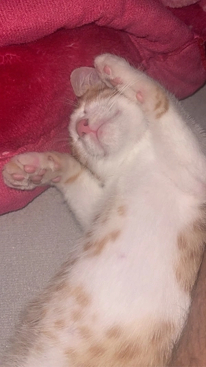 Europäisch Kurzhaar-Kater