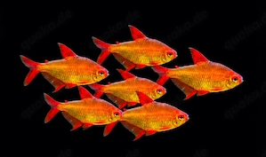 Hyphessobrycon spec Muzel Red Cherry 