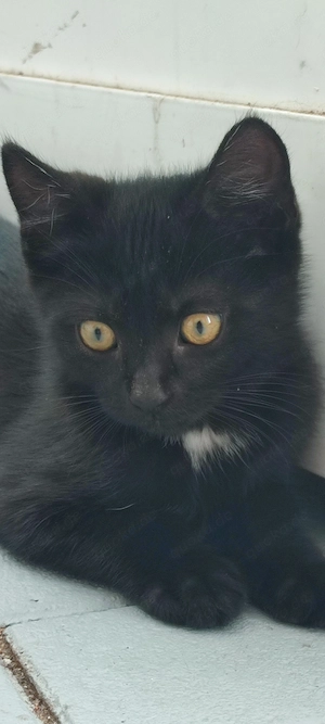 Zwei schwarze Katzen