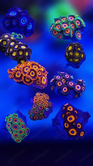 Meerwasser Zoanthus Krustenanemonen