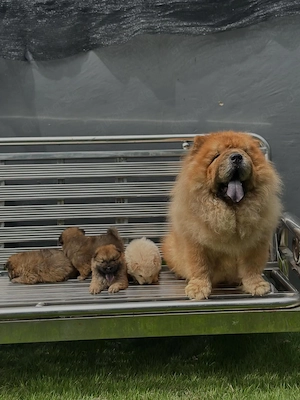 Traumhafte Chow-Chow-Welpen suchen ihr liebevolles Zuhause