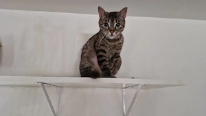 Liebevolles Zuhause gesucht 
