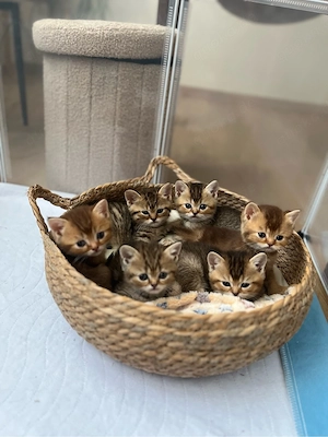 BKH - Kitten