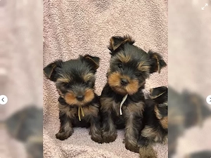 ? Reinrassige Yorkshire Terrier Welpen suchen liebevolles Zuhause ? 