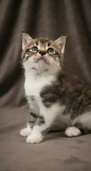 maine coon kater 