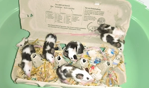 Mäuse Farbmäuse Männchen 