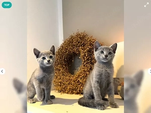 Russisch Blau Kitten (m w), Reinrassig. 
