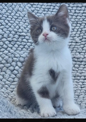 BKH kitten