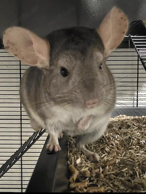 Verkaufe 2 Chinchillas  Bild 2