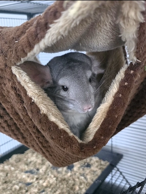 Verkaufe 2 Chinchillas  Bild 5