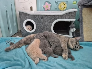 BKH Kitten reinrassig tolle Farben und zuckersüß 