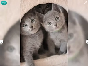 Russisch Blau Kitten (m w), Reinrassig. 